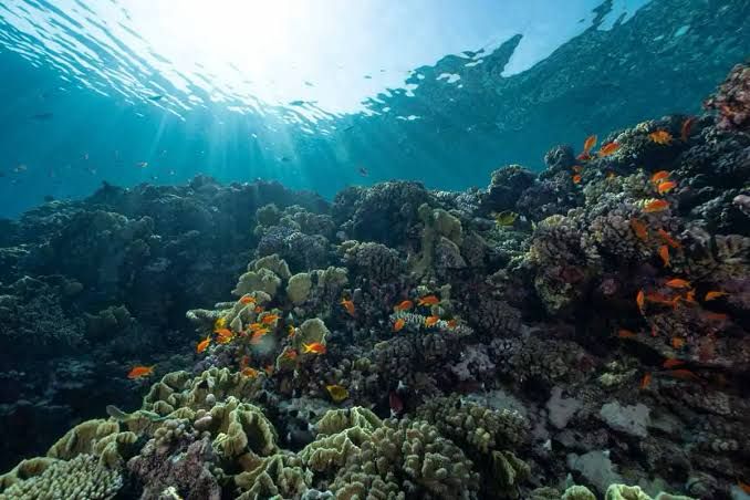 Ocean Acidification: A Silent Threat to Marine Ecosystems