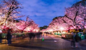 Suasana damai di Ueno Park, dengan pepohonan rindang dan danau yang tenang, menciptakan tempat yang sempurna untuk bersantai dan menikmati alam