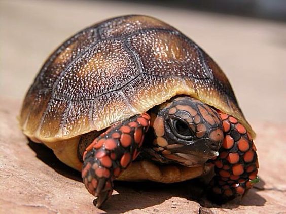 Kura-Kura Russian Tortoise