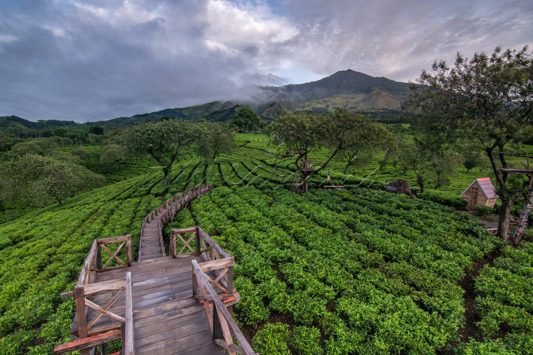 Agrowisata Teh Wonosari: Pemandangan hijau perkebunan teh yang membentang luas di lereng Gunung Arjuno, dengan barisan tanaman teh yang teratur dan rapi