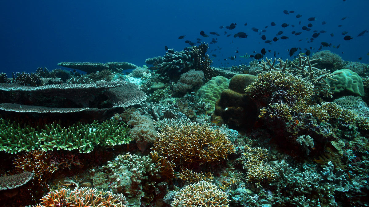 Aktivitas Menyelam di Tubbataha Reef