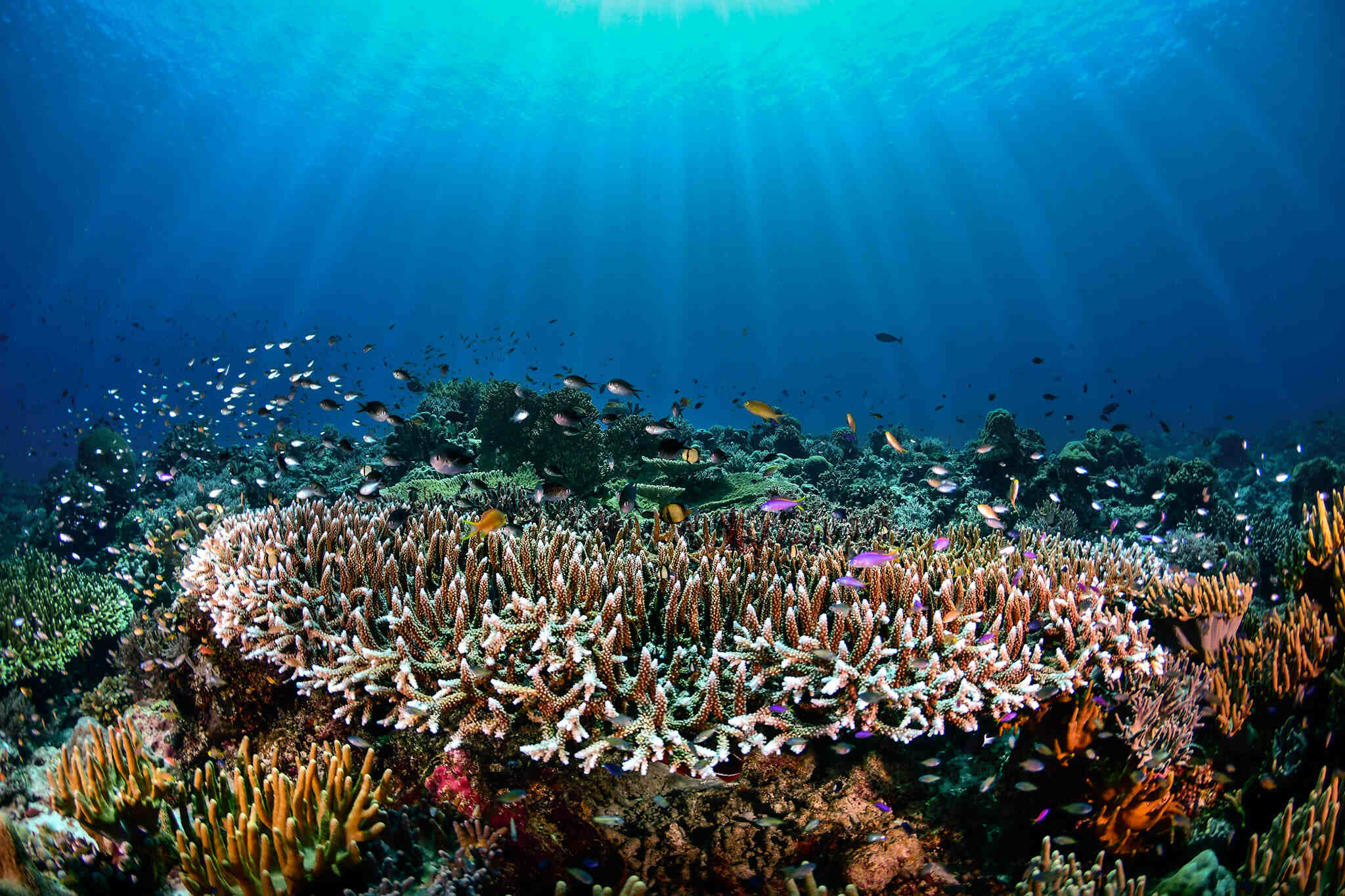 Sejarah dan Lokasi Tubbataha Reef